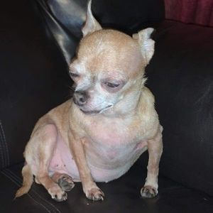 Meet your Posher, Norma